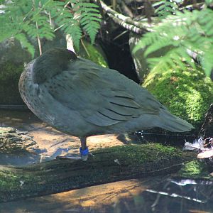 Blue Ducks (Hymenolaimus malacorhynchos)