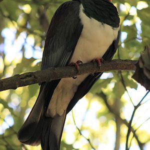 New Zealand Pigeon (Hemiphaga novaeseelandiae)