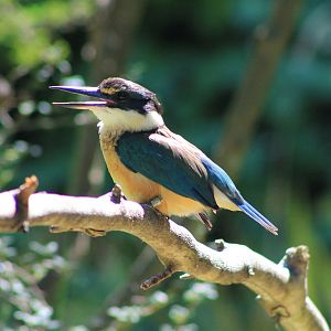Sacred Kingfisher (Todiramphus sanctus)