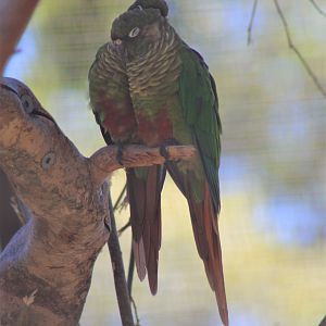 Maroon-bellied Conures (Pyrrhura frontalis)