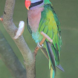 Moustached Parakeet (Psittacula alexandri)