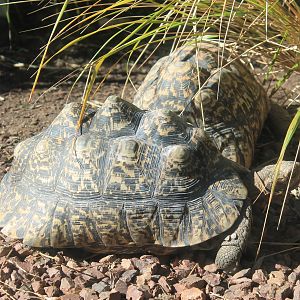 Leopard Tortoises (Stigmochelys pardalis)
