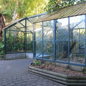 Antipodes Island Parakeet aviary
