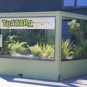 Tuatara enclosure