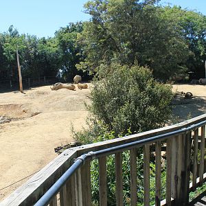White Rhino enclosure