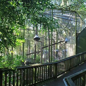cage for Geoffroy's Spider Monkeys