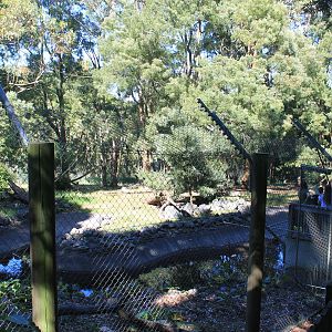 other enclosure for Geoffroy's Spider Monkeys