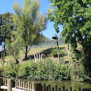 enclosure for Siamang