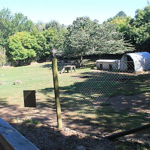 yard for Goats and Kunekune Pigs