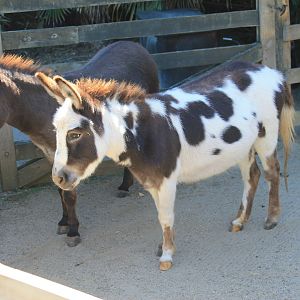 miniature Donkeys