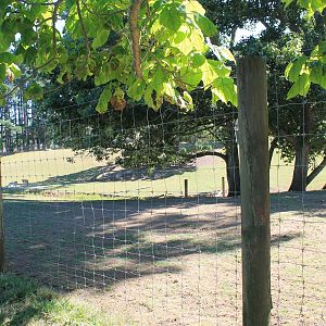Fallow Deer / American Bison paddock