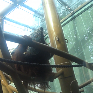 Bornean Orangutan (Charlie) with a sack on his head.