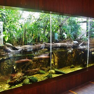 Mekong River - Vietnamese Pond Turtle exhibit