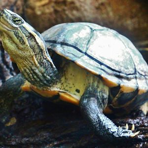 Mekong River - Vietnamese Pond Turtle