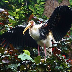 Mekong River - Painted Stork