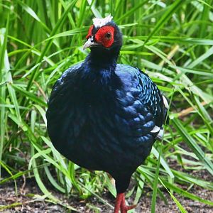 Mekong River - Edward's Pheasant