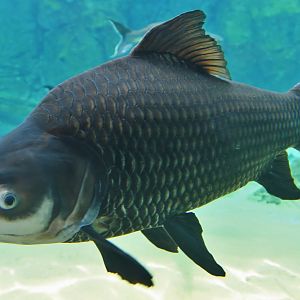 Mekong River - Siamese Giant Carp