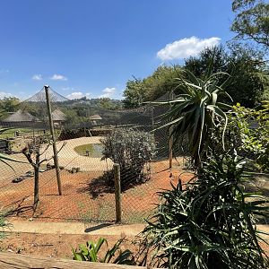 Crested Screamer Exhibit
