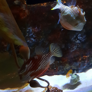 Ornate Cowfish and Shaw's Cowfish