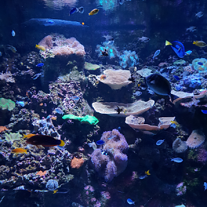 Reef Tank