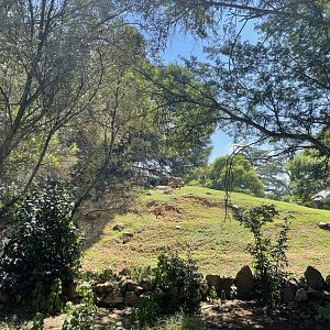 Mixed Antelope Exhibit (Reedbuck)