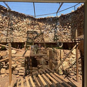 Yellow Baboon Exhibit