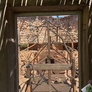 Hamadryas Baboon Exhibit