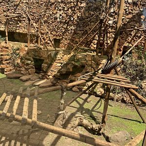 Chacma Baboon Exhibit