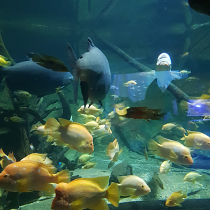 Exotic Freshwater Exhibit