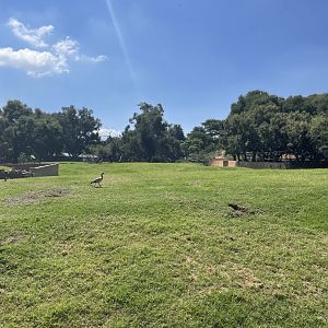 Mixed Antelope Exhibit (Springbok,Gemsbok,Reedbok)