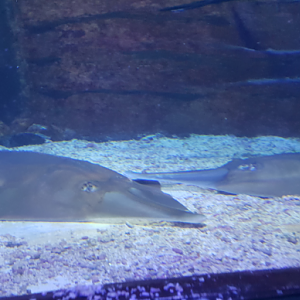 Giant Shovelnose Ray