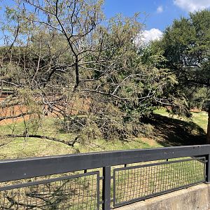 Striped  Heyena Exhibit