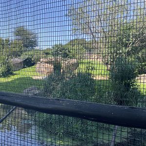 Nile Crocodile Exhibit #1