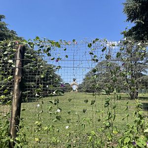 Burchell's Zebra Exhibit