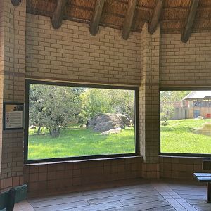 African Lion Exhibit #1