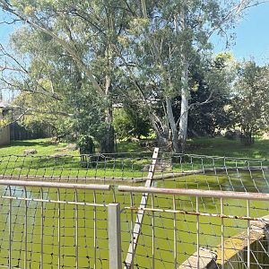African Lion Exhibit #2