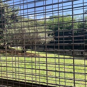 Siberian Tiger Exhibit