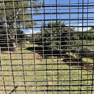 Siberian Tiger Exhibit