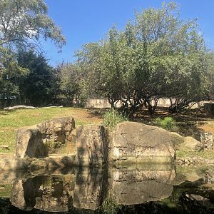 Siberian Tiger Exhibit