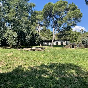 African Wild dog Exhibit