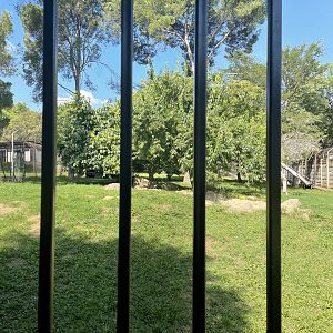 African Civet Exhibit