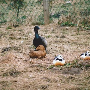 Steller's Eiders at Blackbrook (2003)