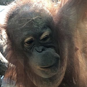 Bornean Orangutan