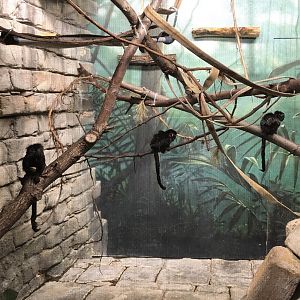 Goeldi’s Marmosets
