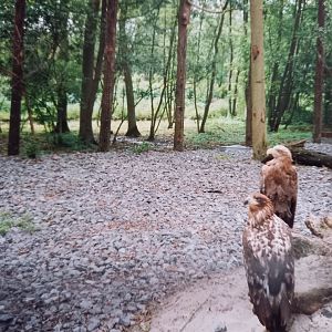 White-tailed sea-eagles - 1995