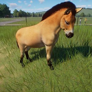 Przewalskis Wild Horse