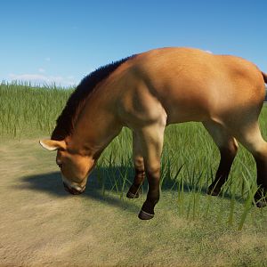 Przewalskis Wild Horse