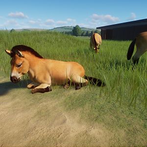 Przewalskis Wild Horses