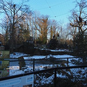 Winter view in Planckendael - Cinereous and griffon vulture, Red-billed chough and Short-eared owl aviary, 2021-02-14