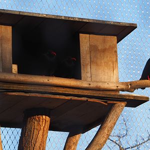 Red-billed chough nesting box and shelter, 2021-02-14